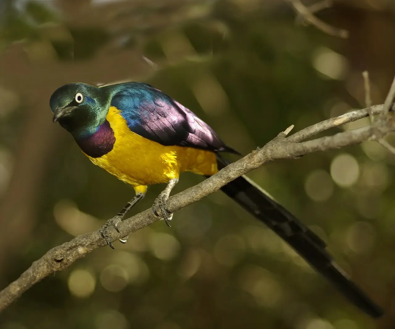 golden-breasted starlings